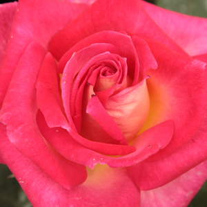 Интернет-Магазин Растений - Poзa Колорама - красно-желтая - Чайно-гибридные розы - роза с тонким запахом - Мари-Луис Мейланд - Кремово-белые цветы с красной каймой не только декоративны, но и обладают ароматом. Прекрасно подходят не только для срезки, но и как клумбовые розы.